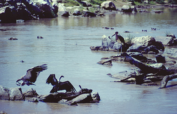 Masai Mara 1980